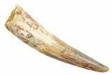 Fossil Spinosaurus Tooth - Real Dinosaur Tooth #362917-1